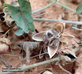   Fruit:   Ipomoea muelleri ; Photo by South Australian Seed Conservation Centre, used with permission
